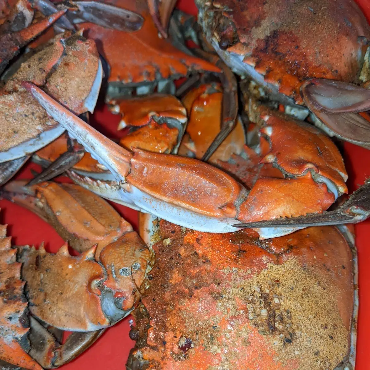 Maryland Blue Crabs
