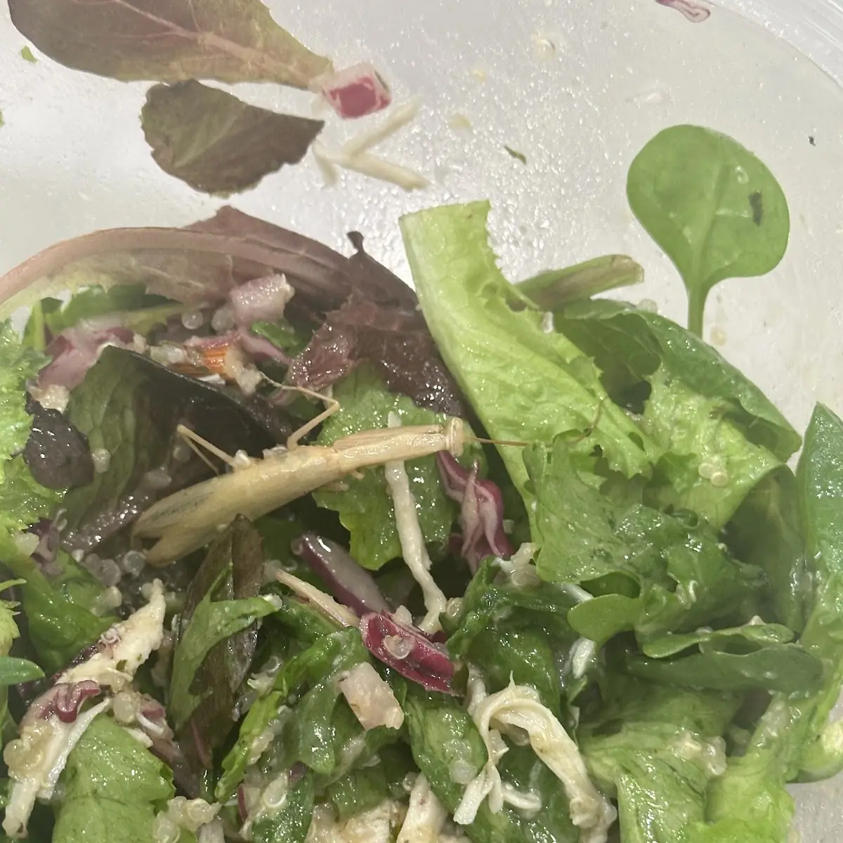 Mix Match Lettuce