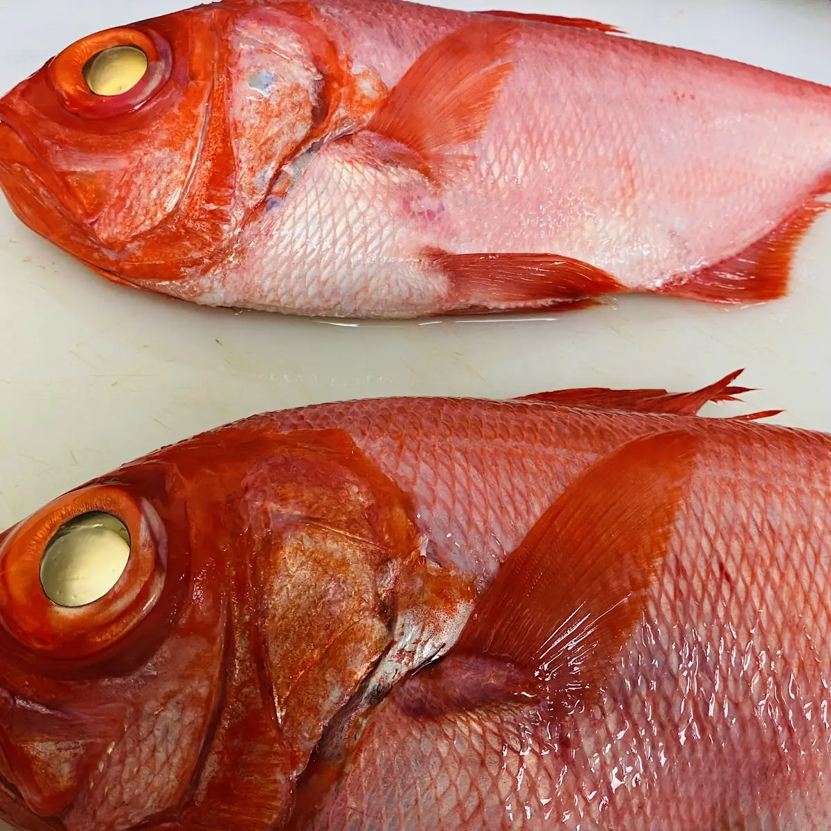 Red Snapper Izumidai