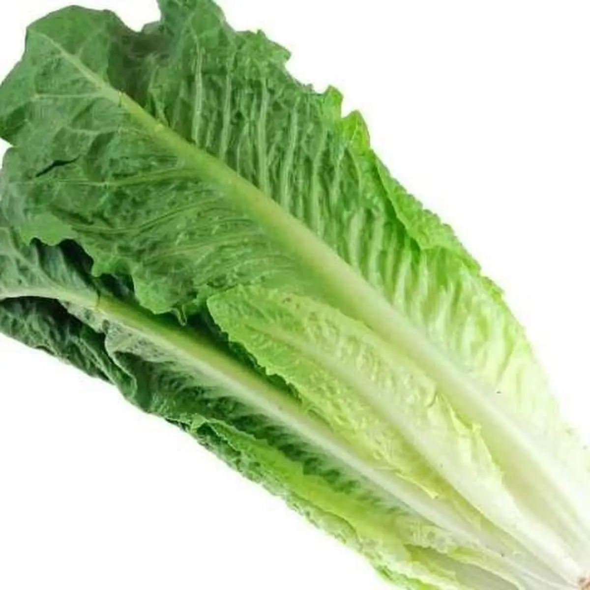 Romaine Lettuce