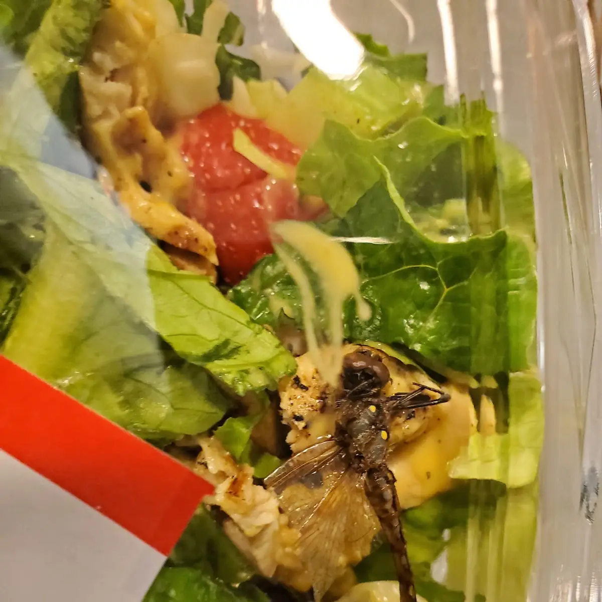Grilled Chicken Salad