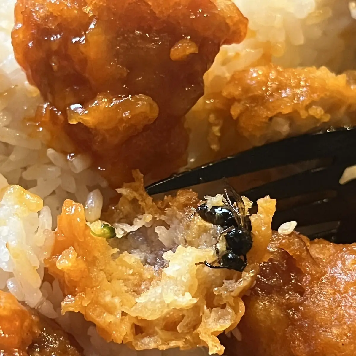 Mongolian Shrimp