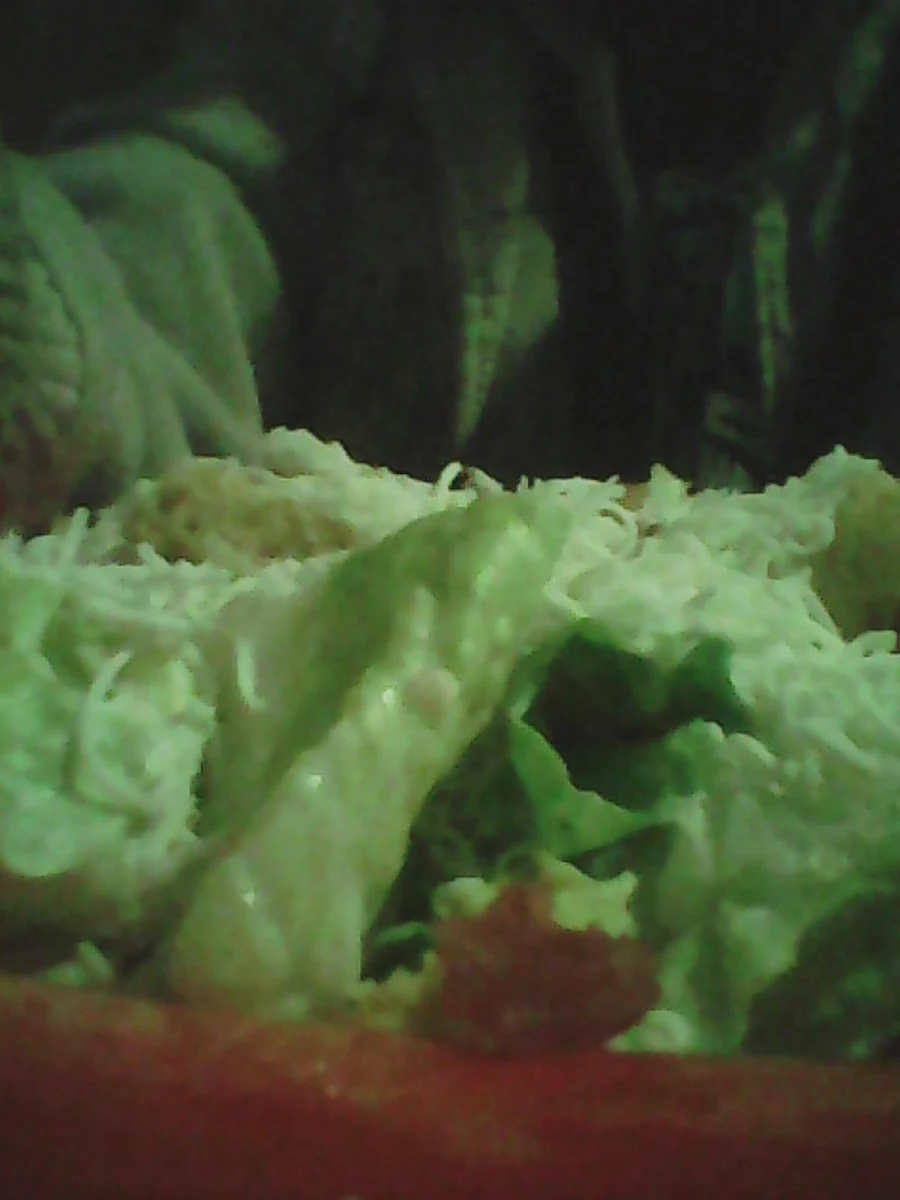 All-You-Can-Eat Salad