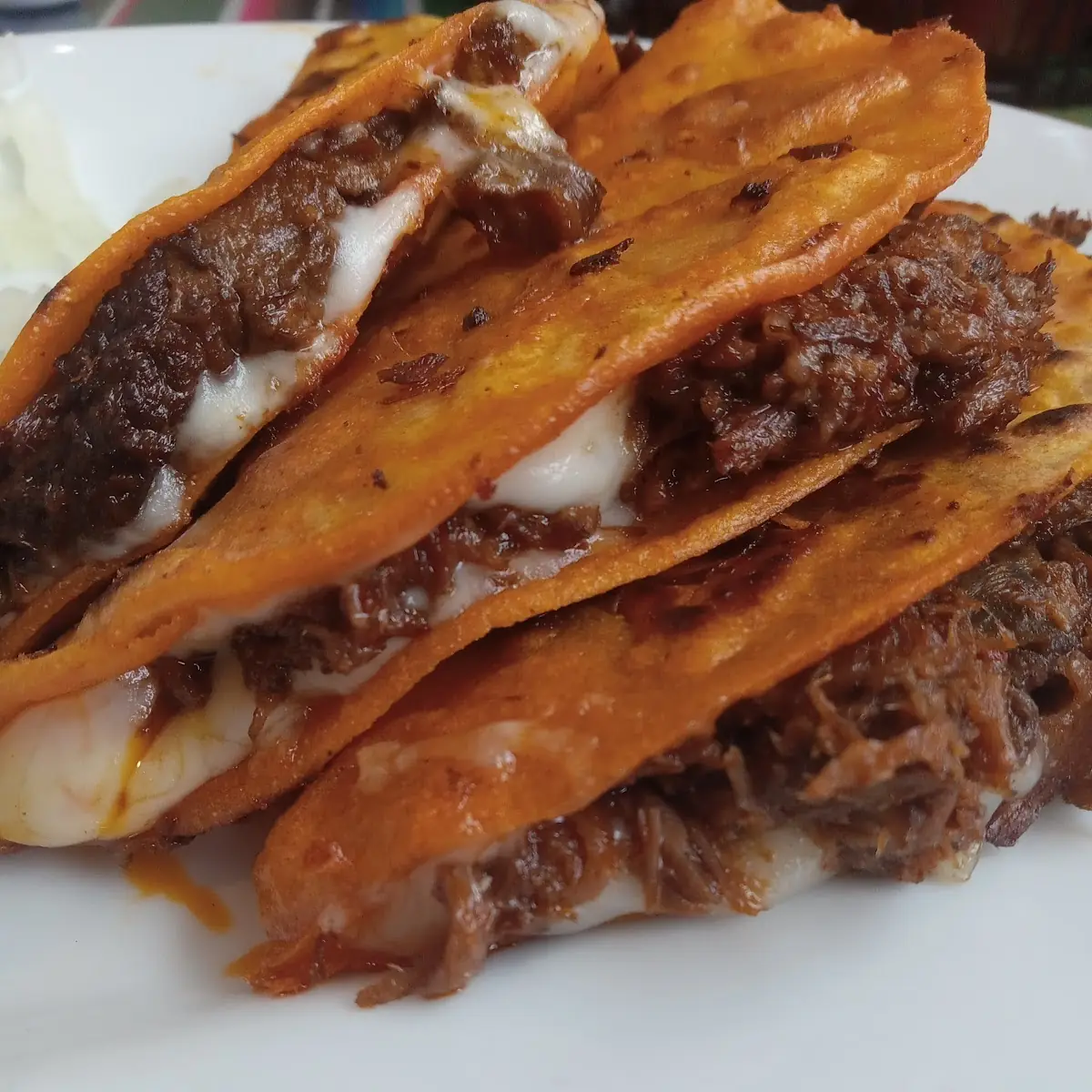 Wet Quesadilla