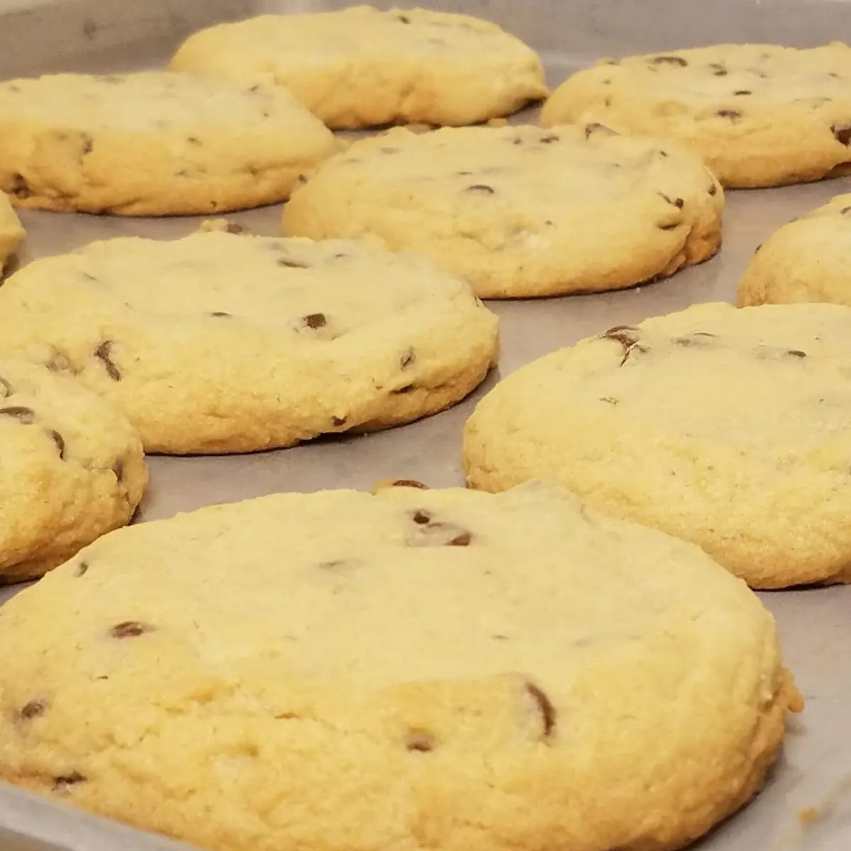 Chocolate Chip Cookie