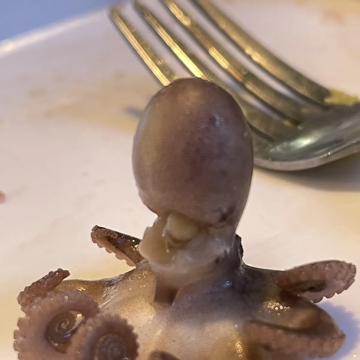 Baby Octopus
