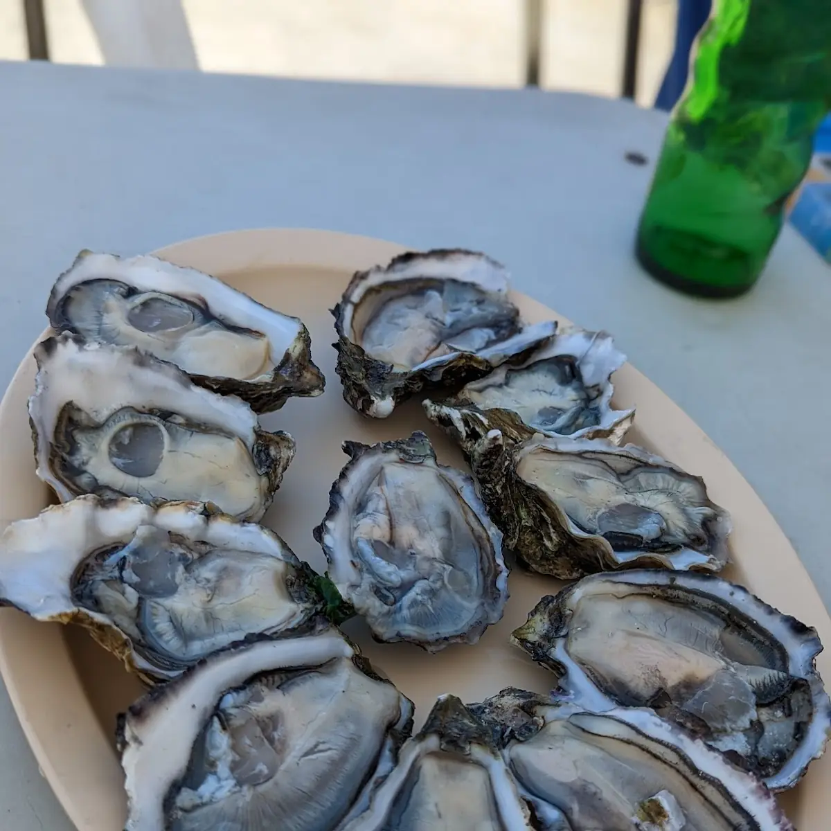 Oysters on the Half Shell