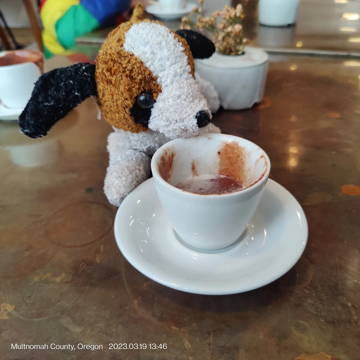 Ruff Ruff Having Drinking Chocolate