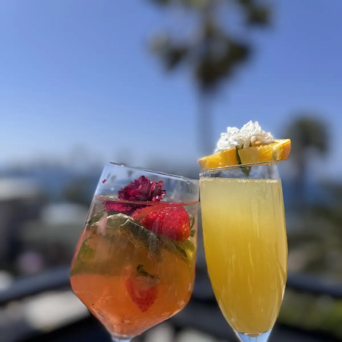 Mimosa Flight