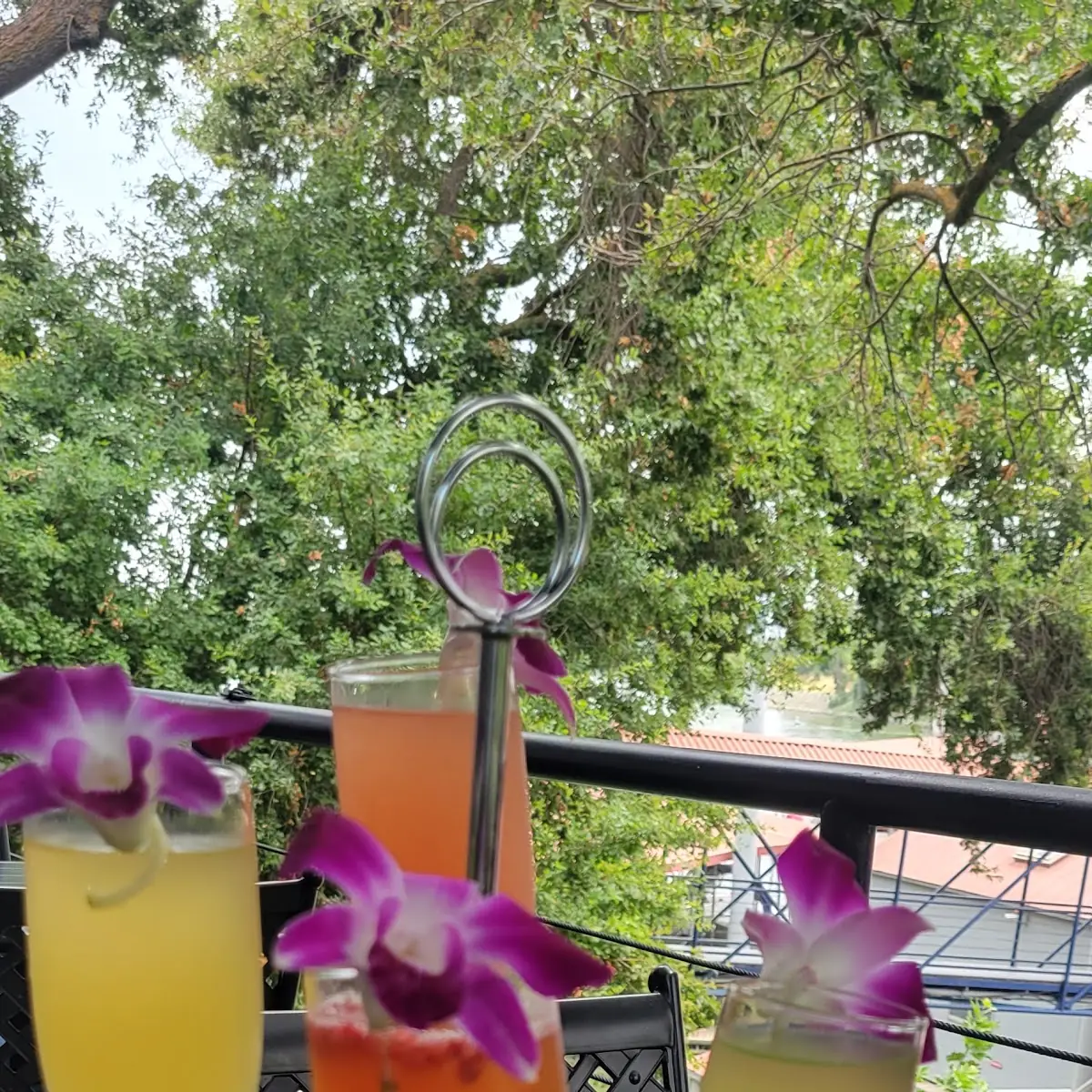 Mimosa Flight