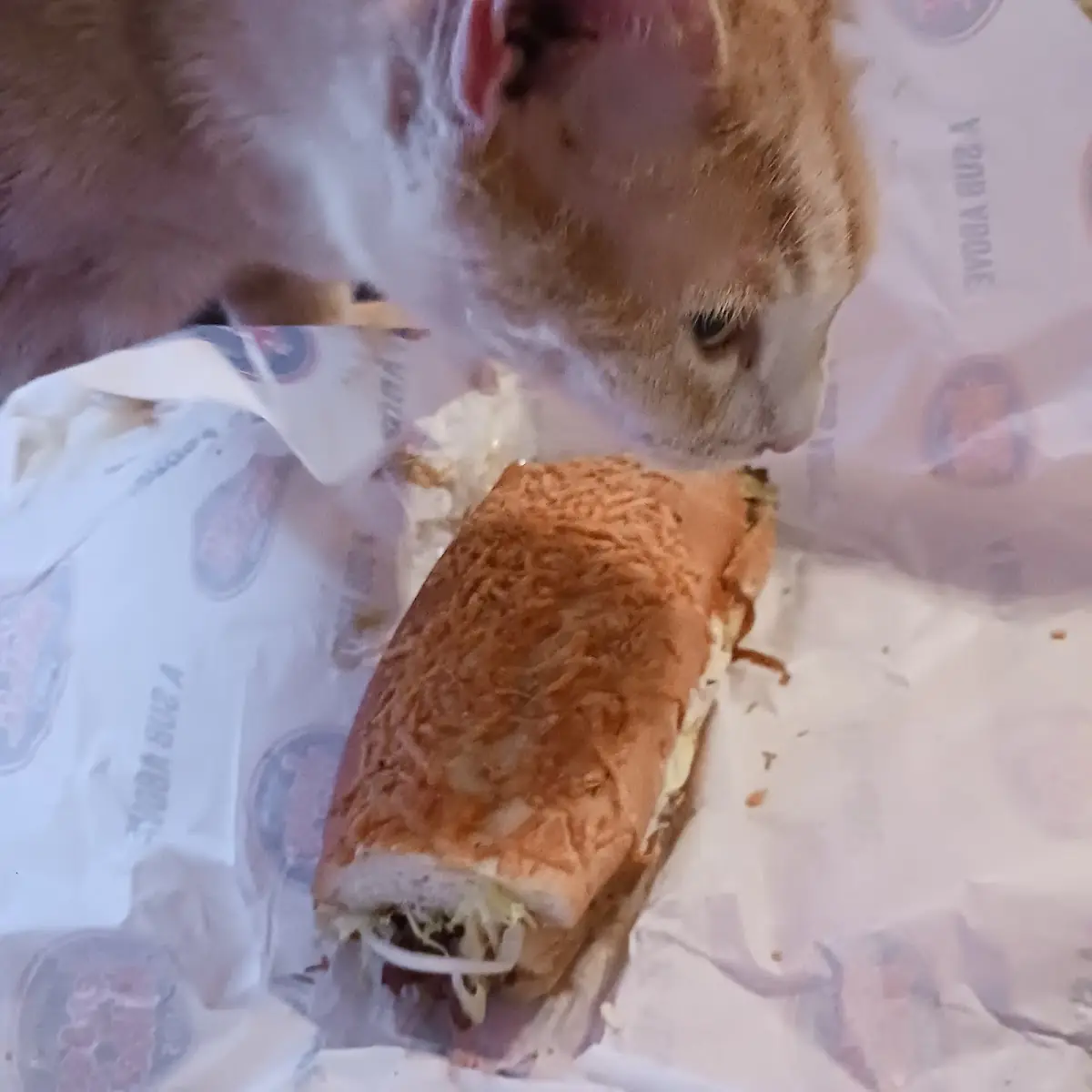 Steak and Cheese Sub