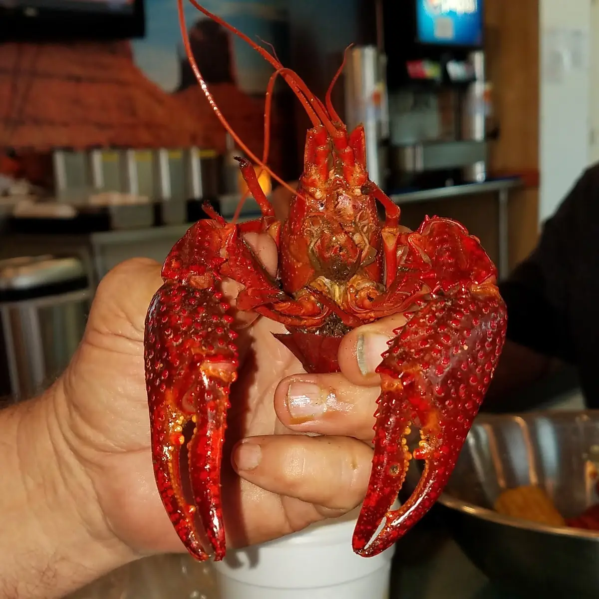 Live Boiled Crawfish
