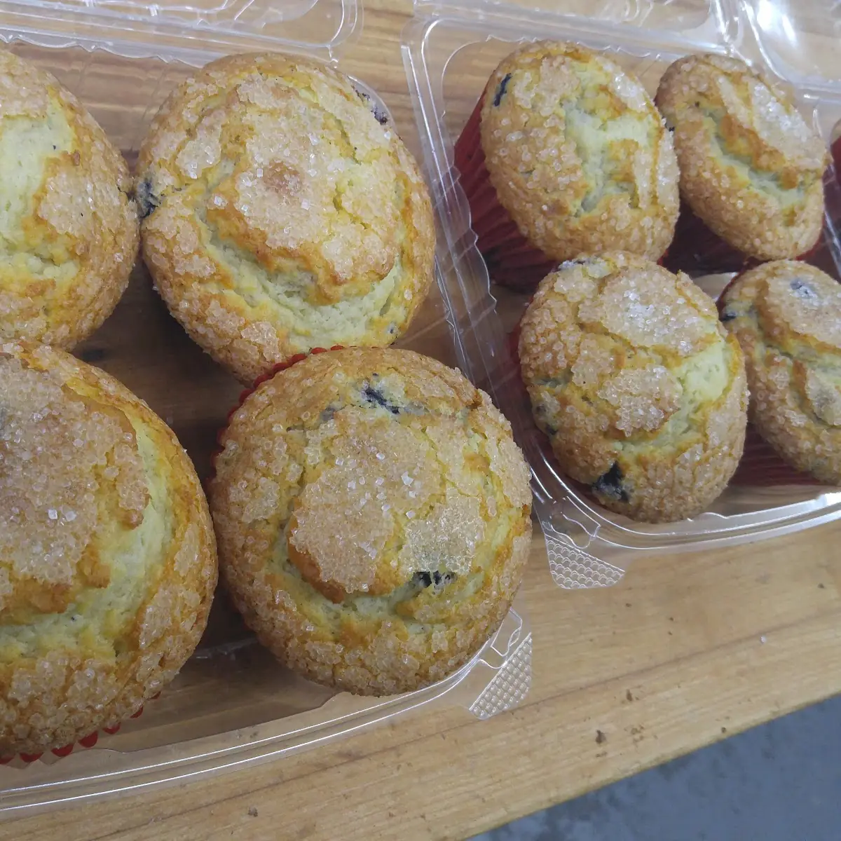 Blueberry Muffin