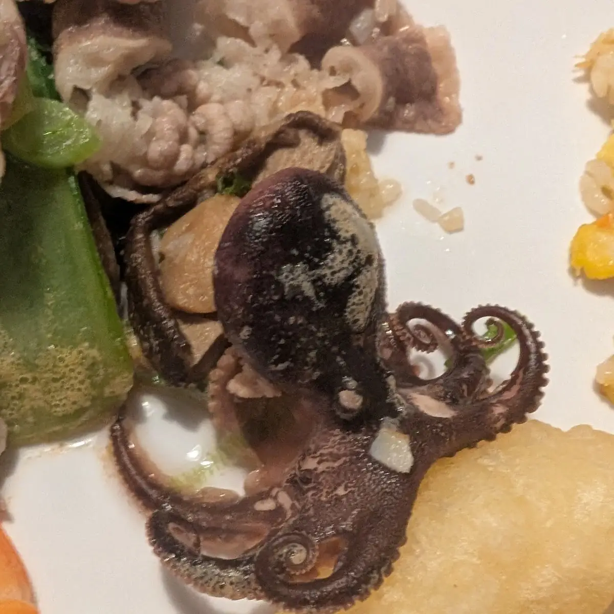Baby Octopus