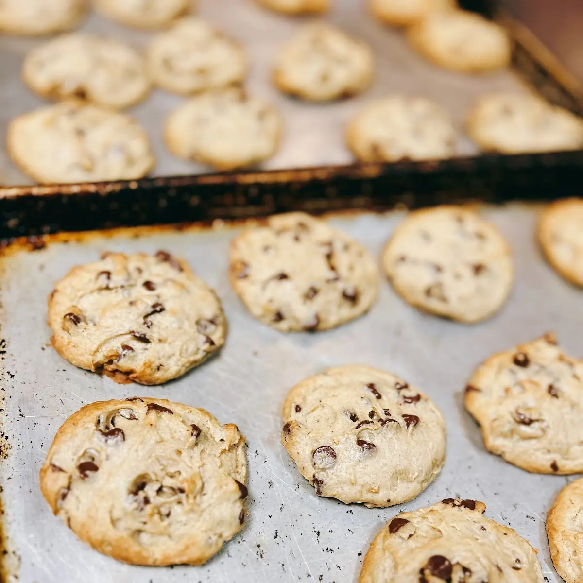 Chocolate Chip Cookie