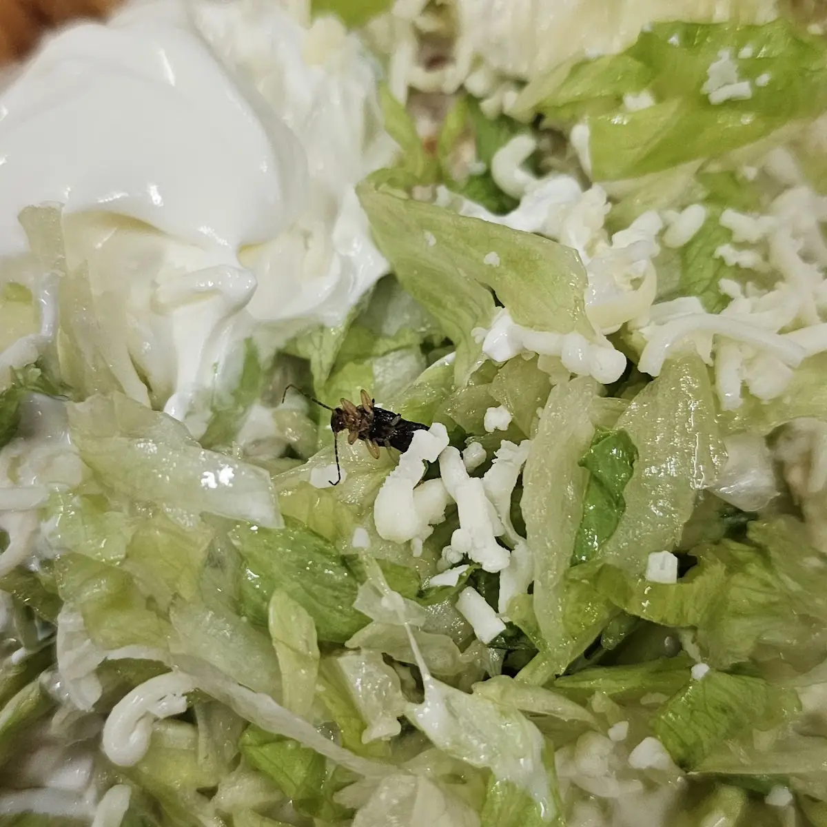 Taco Salad