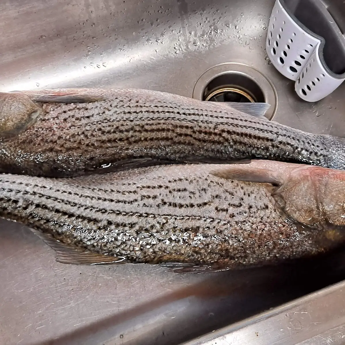 Striped Bass