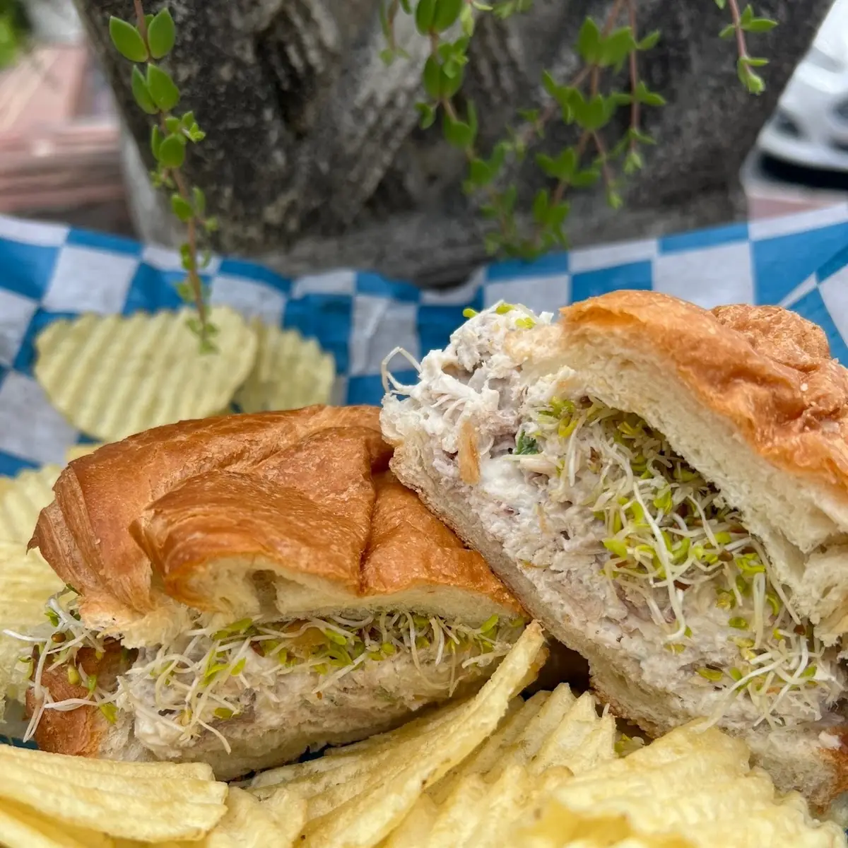 Cilickenes Tuna Salad