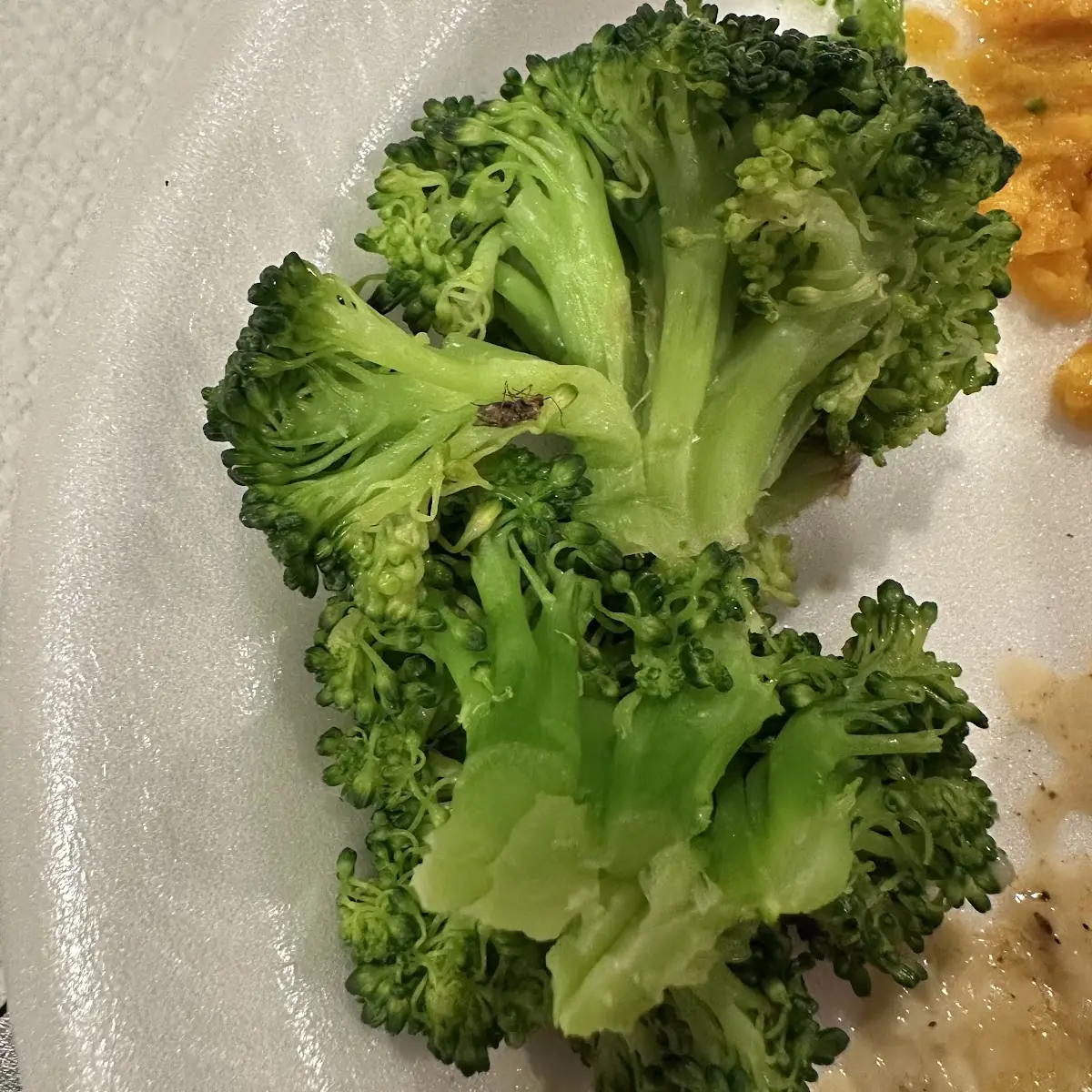 Fresh Steamed Broccoli