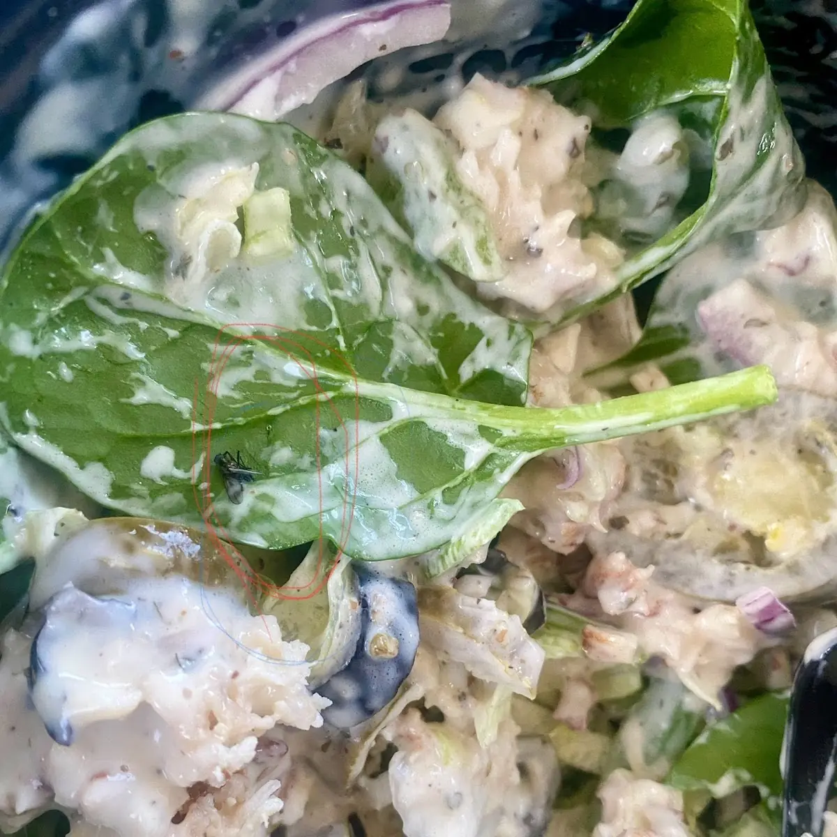 Tuna Salad