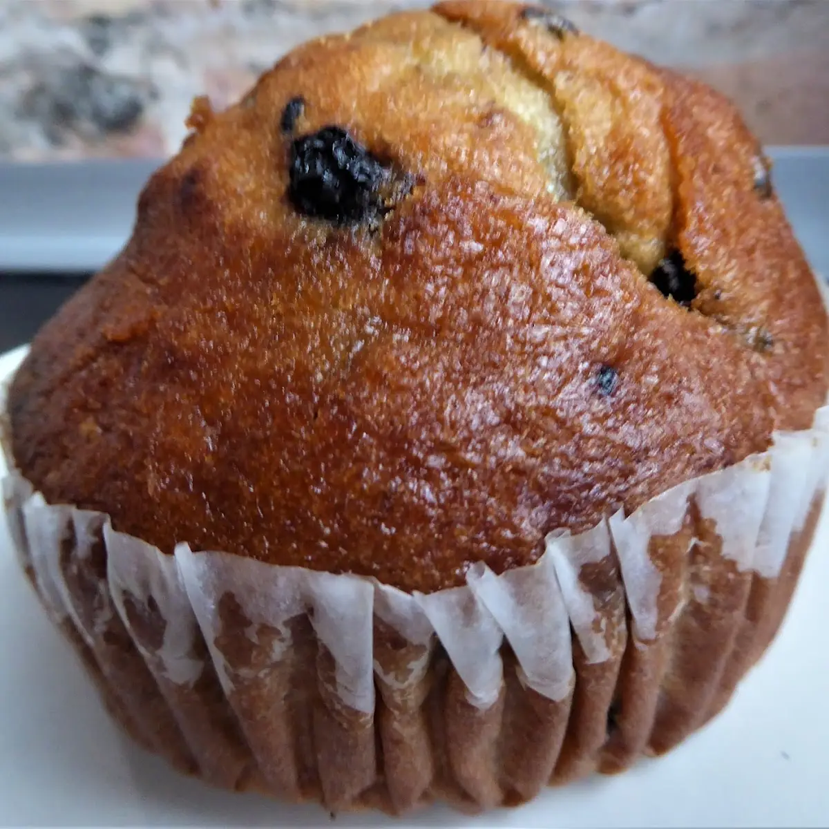 Blueberry Muffin