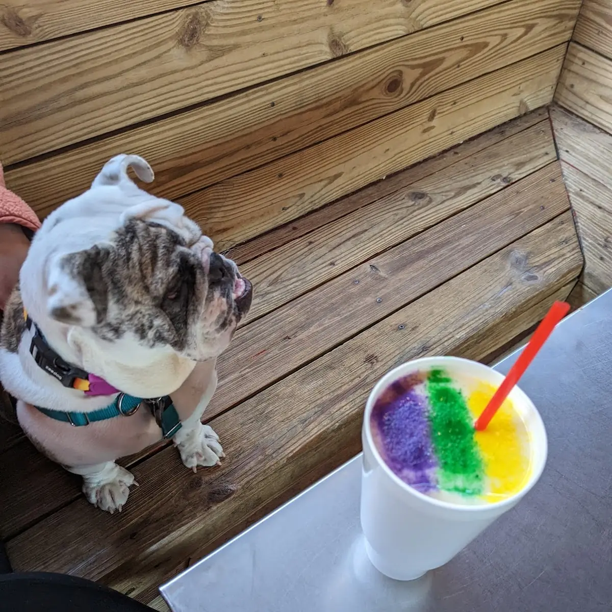 Gallon of King Cake Daiquiri