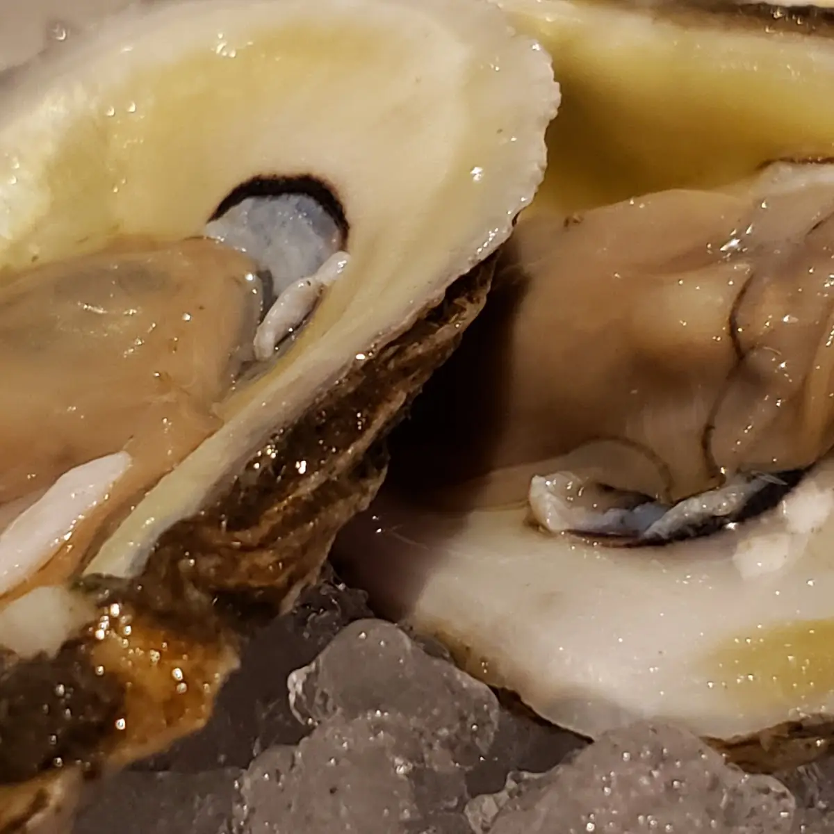 Raw Oysters