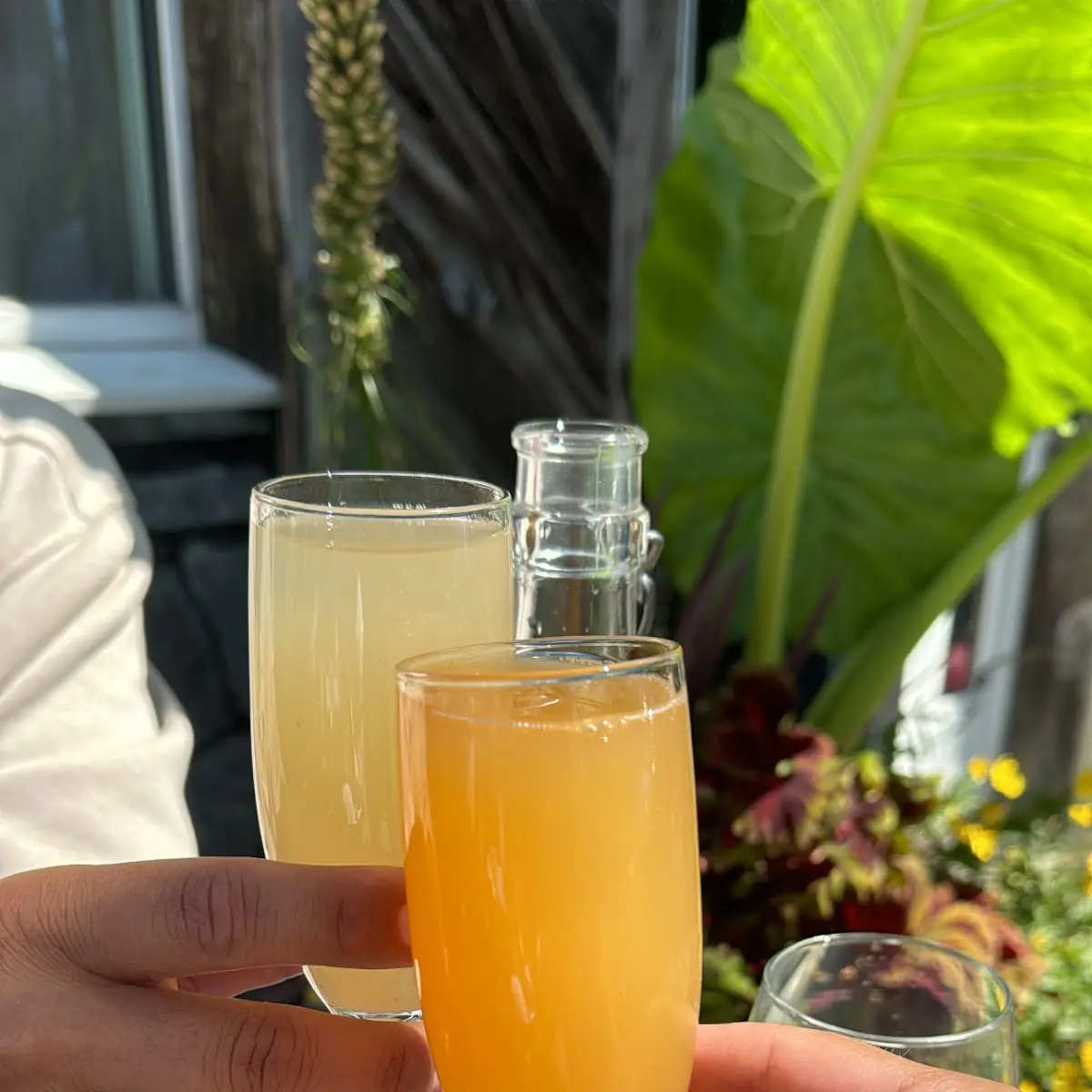 Bottomless Mimosa