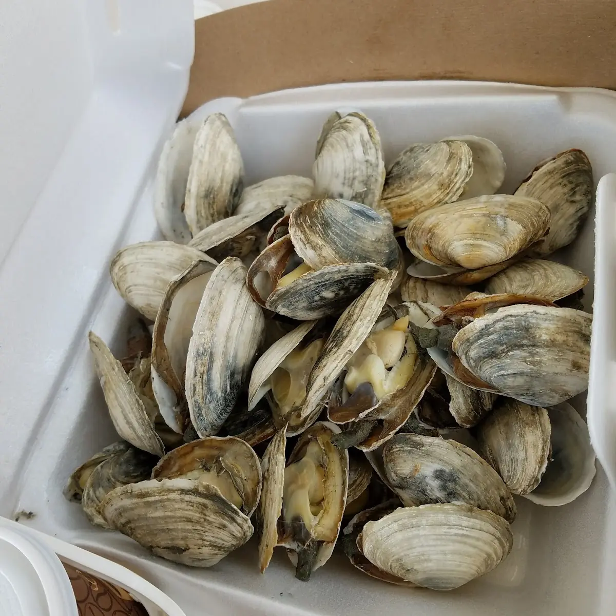 Steamed Clams