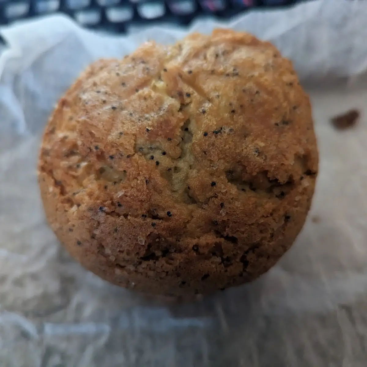 Lemon Poppy Muffin