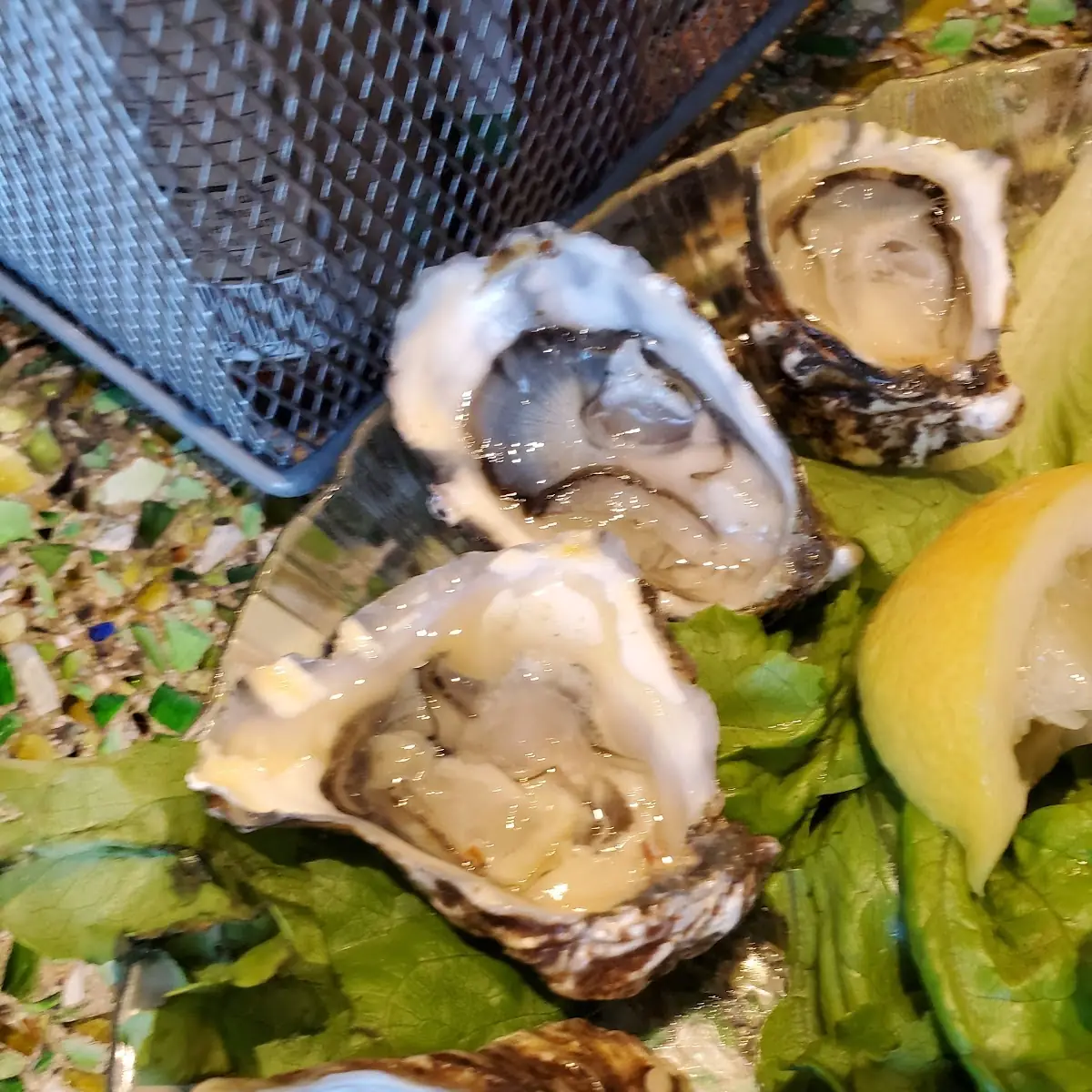Dozen Oysters