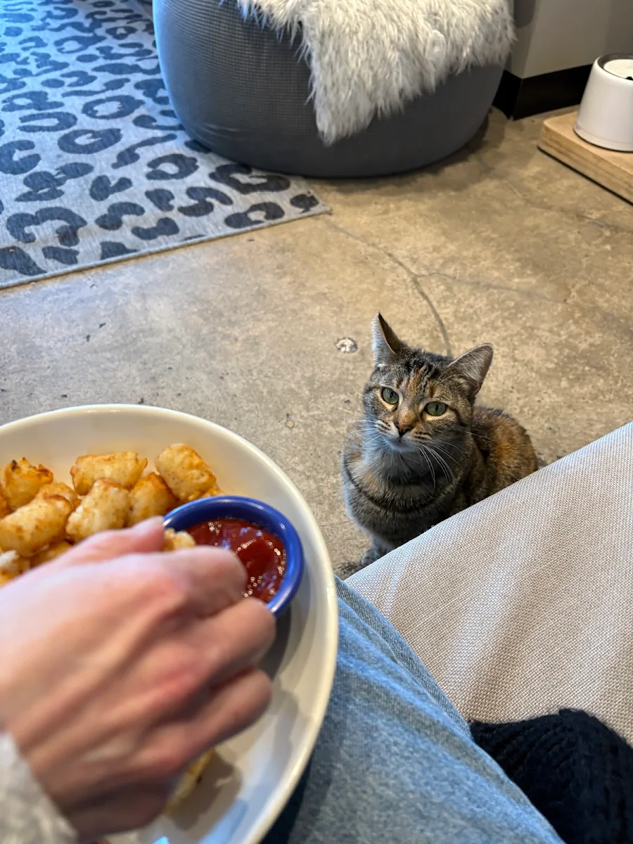 Cat Prese Salad