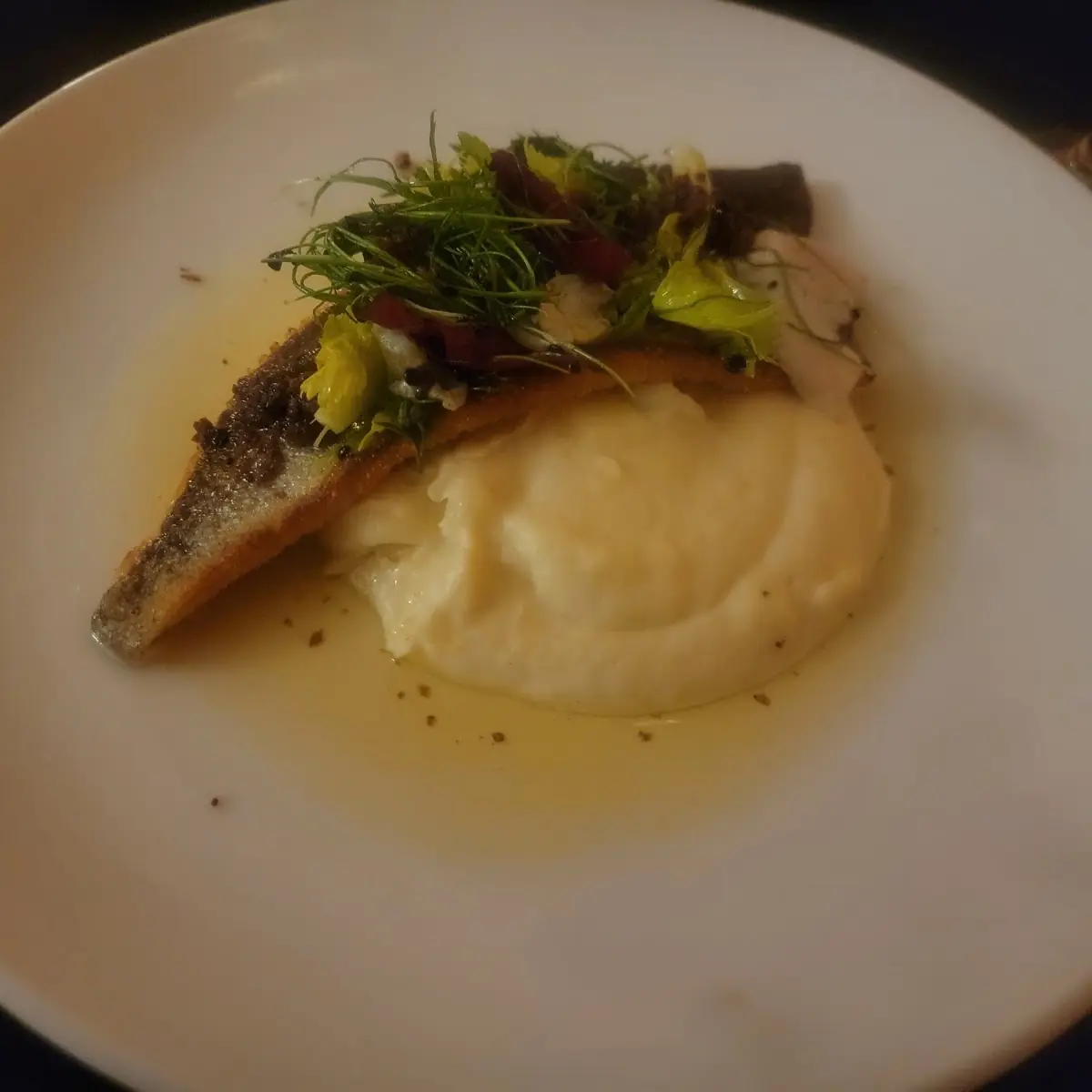 Rainbow Trout
