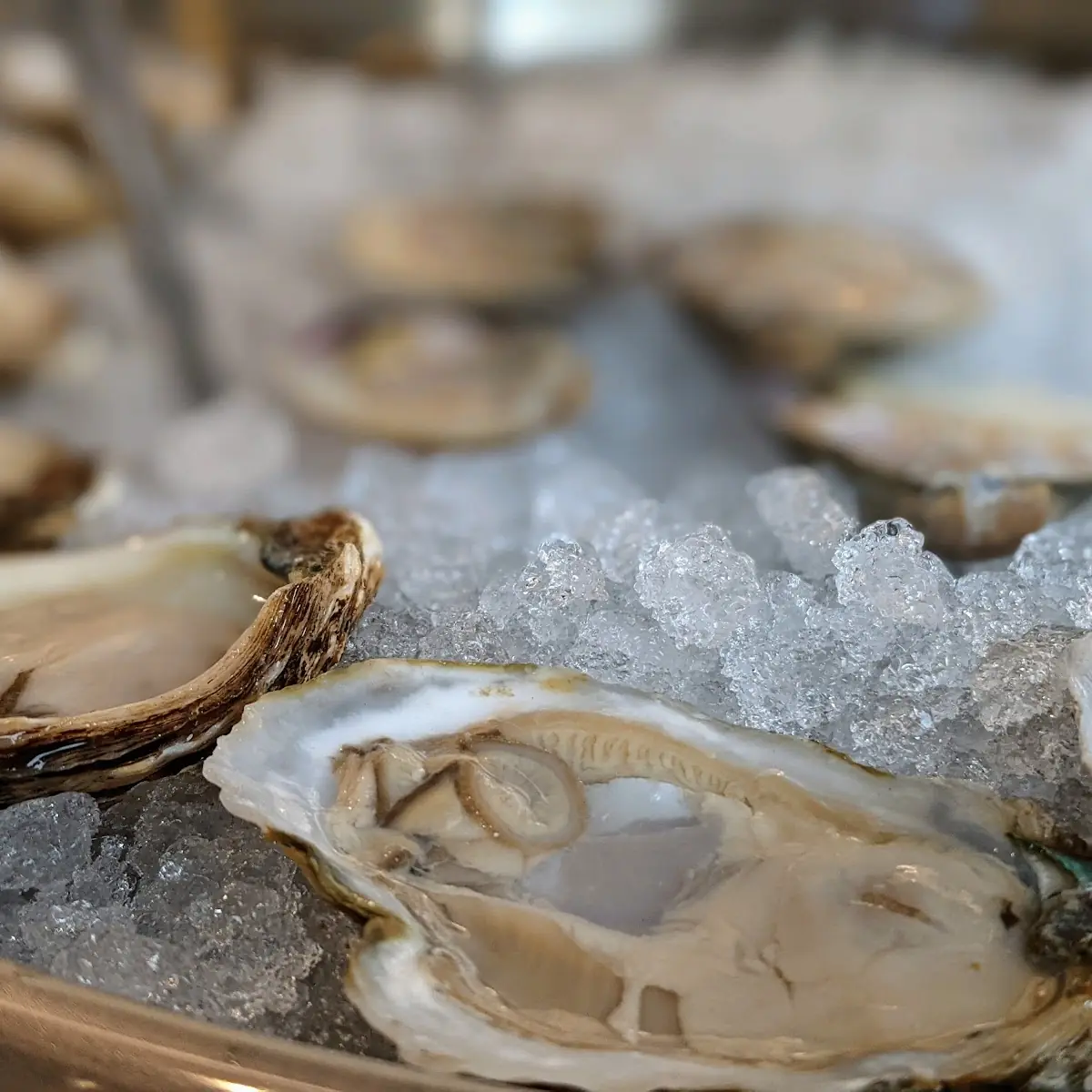 Half Shell Oysters