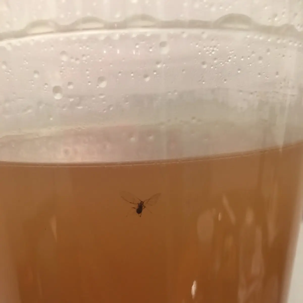 Pho Broth