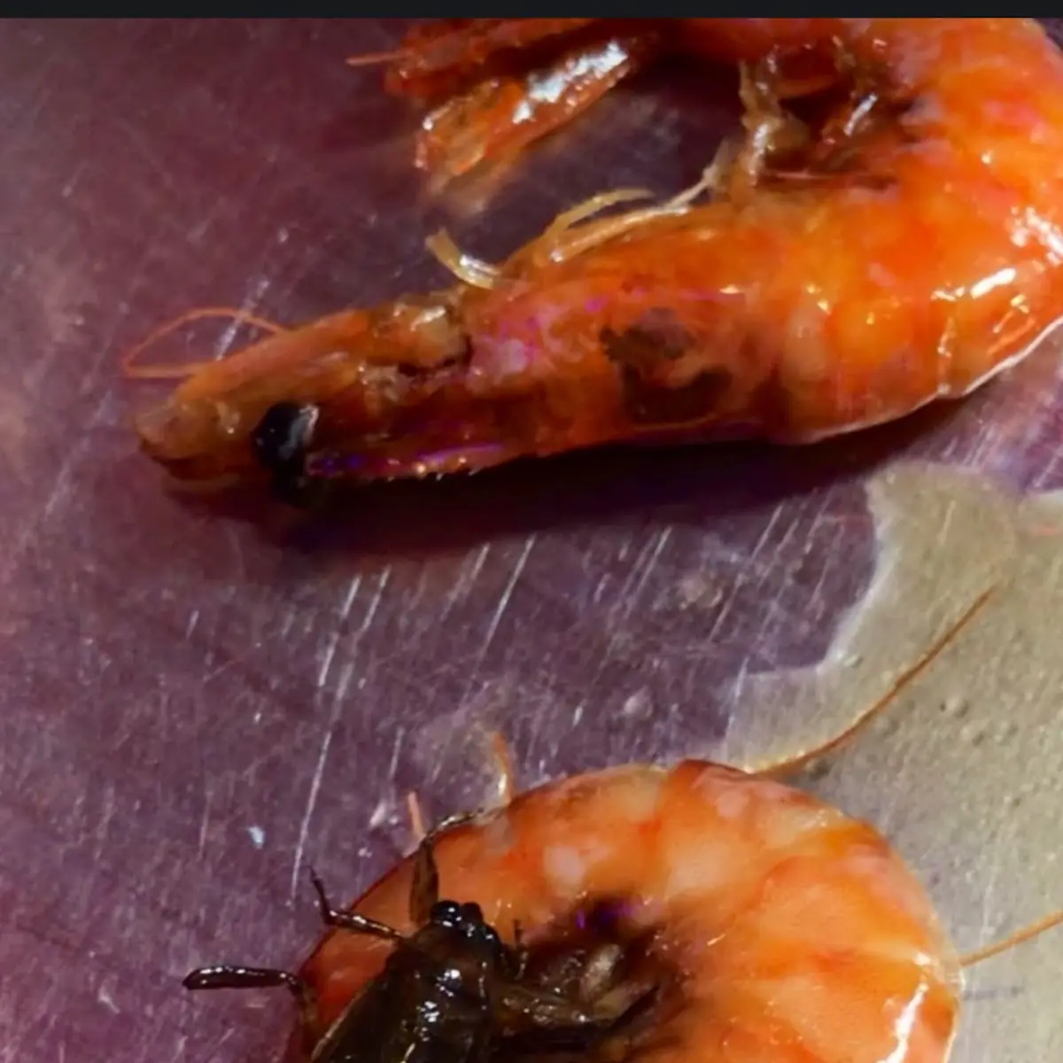 Shrimp Fried Rice Whit Bugs