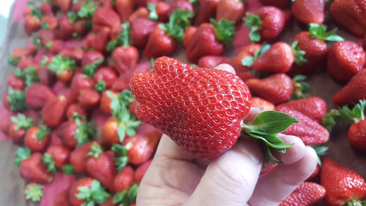 Pick Your Own Fresh Strawberries When in Season