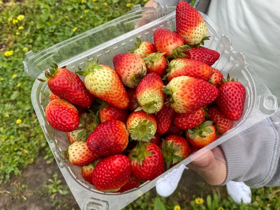 Pick Your Own Strawberries
