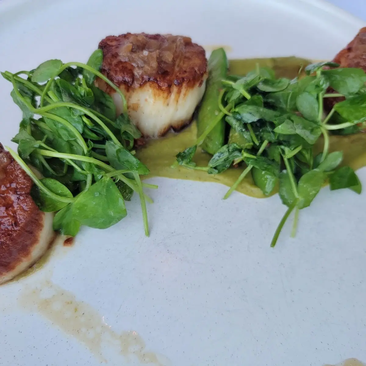 Diver Scallops