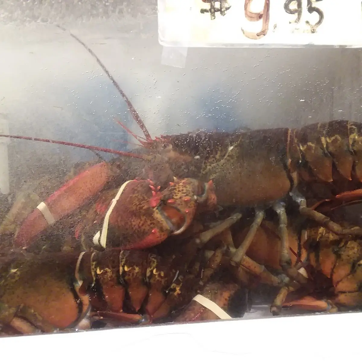 Shrimp with Lobster Sauce