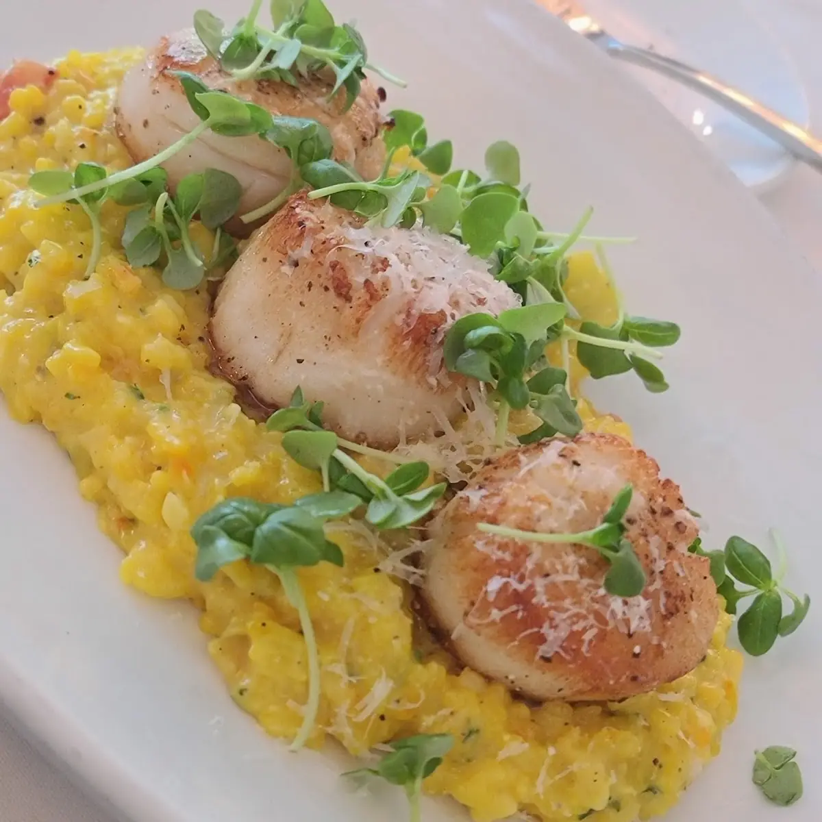 Pan Seared Wild Diver Sea Scallops with Sweet Corn Risotto Heirloom Tomatoes and Pecorino Cheese