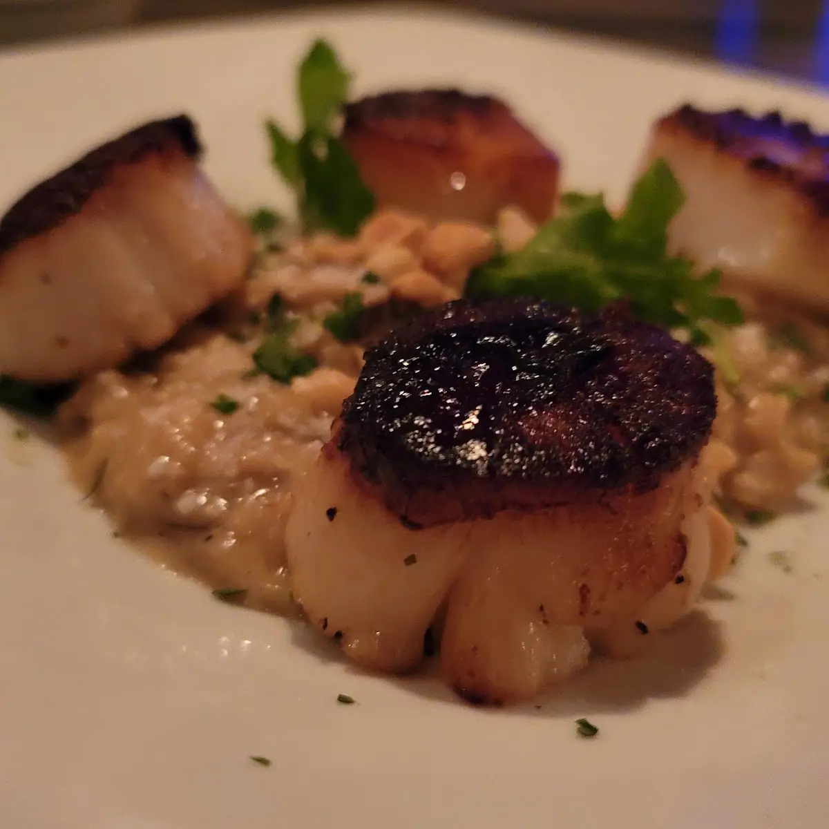 Diver Scallops with Mushroom Risotto