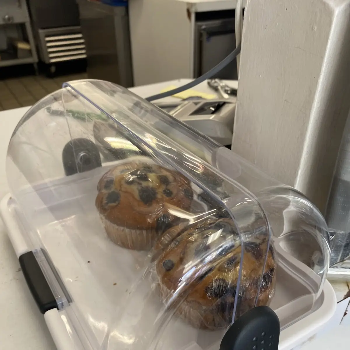 Blueberry Muffin