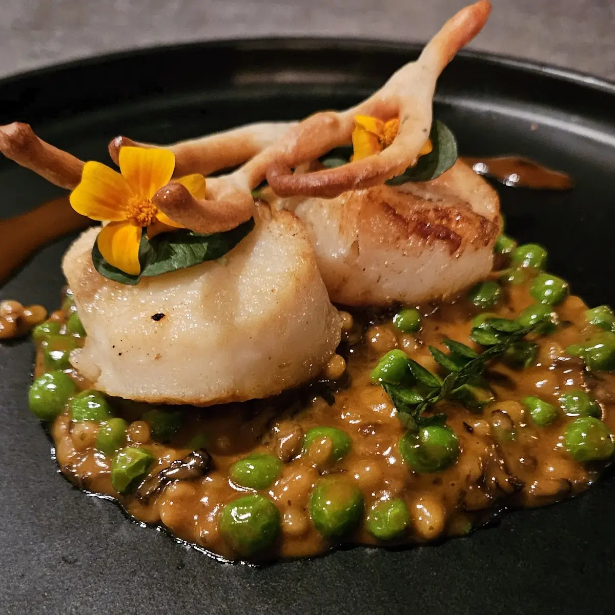 Sea Scallops
