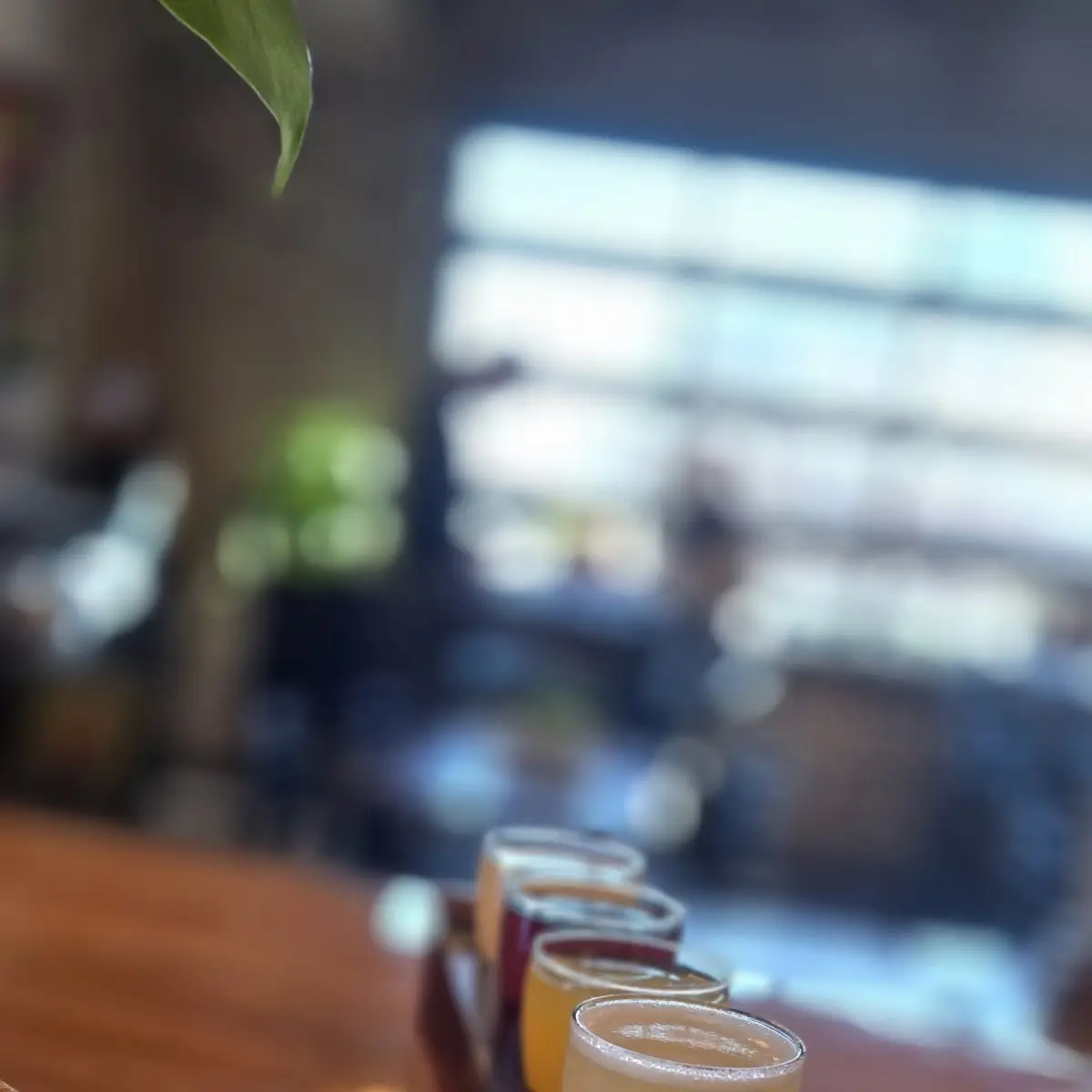 Mimosa Flight