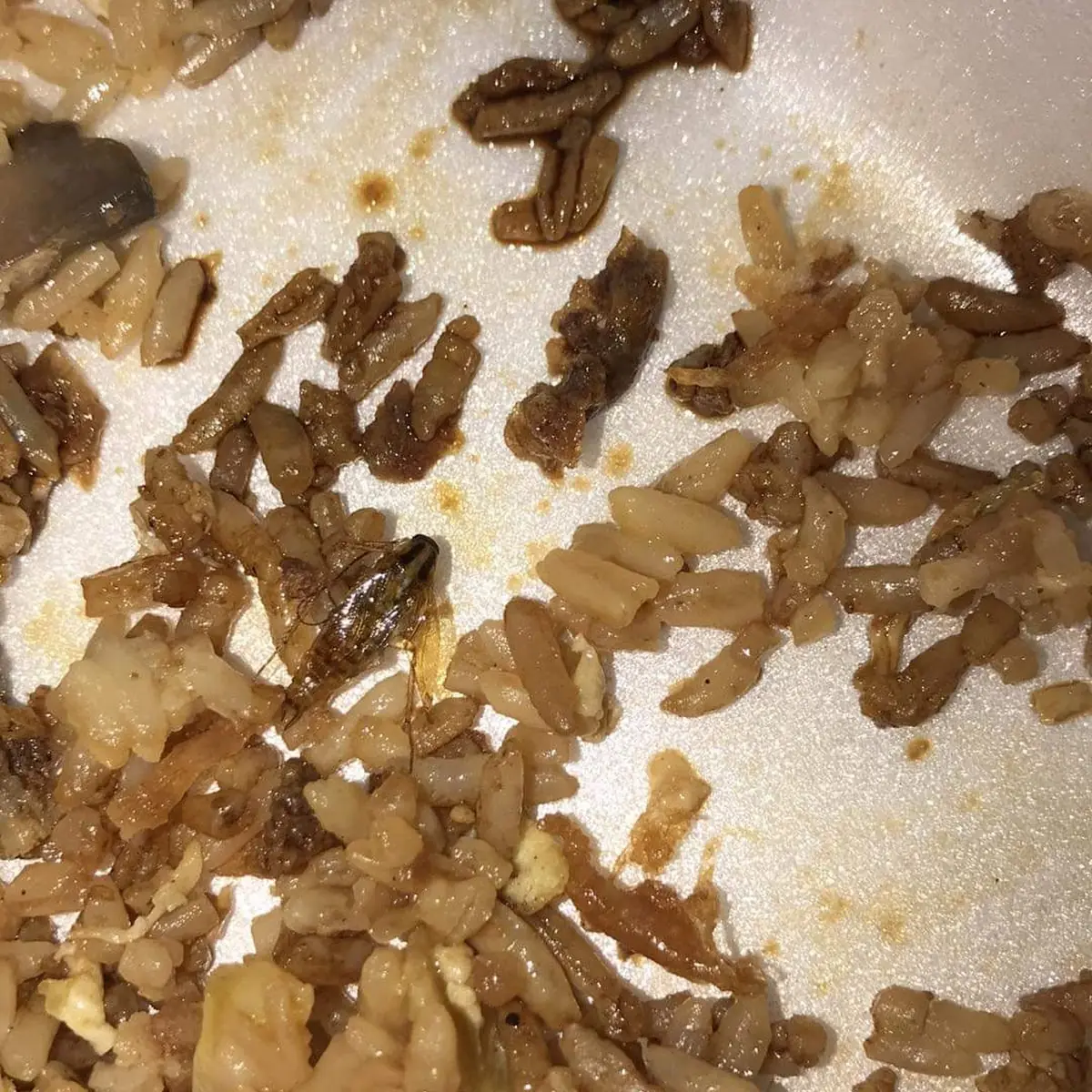 Shrimp Fried Rice with a Roach