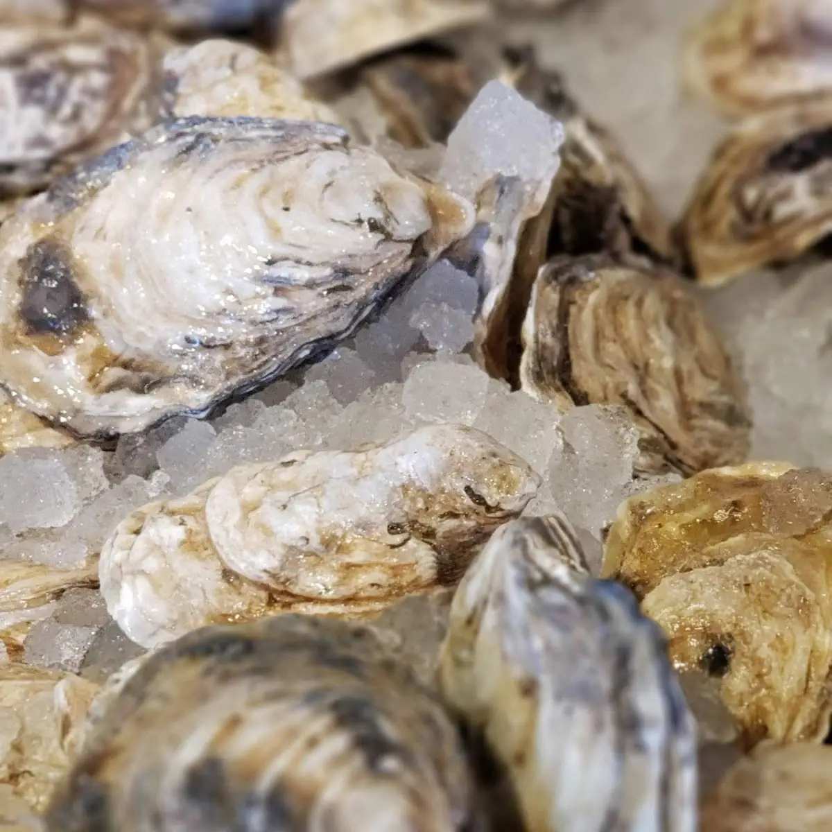 Oysters on the Half Shell