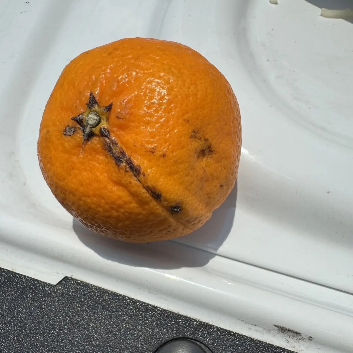 Rotten Orange for Kids Meal