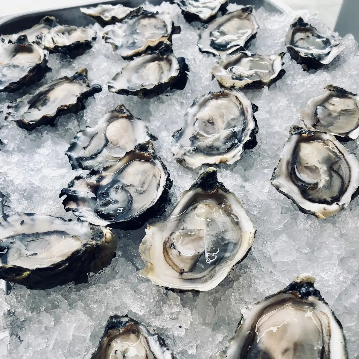 Raw Oysters on the Half Shell