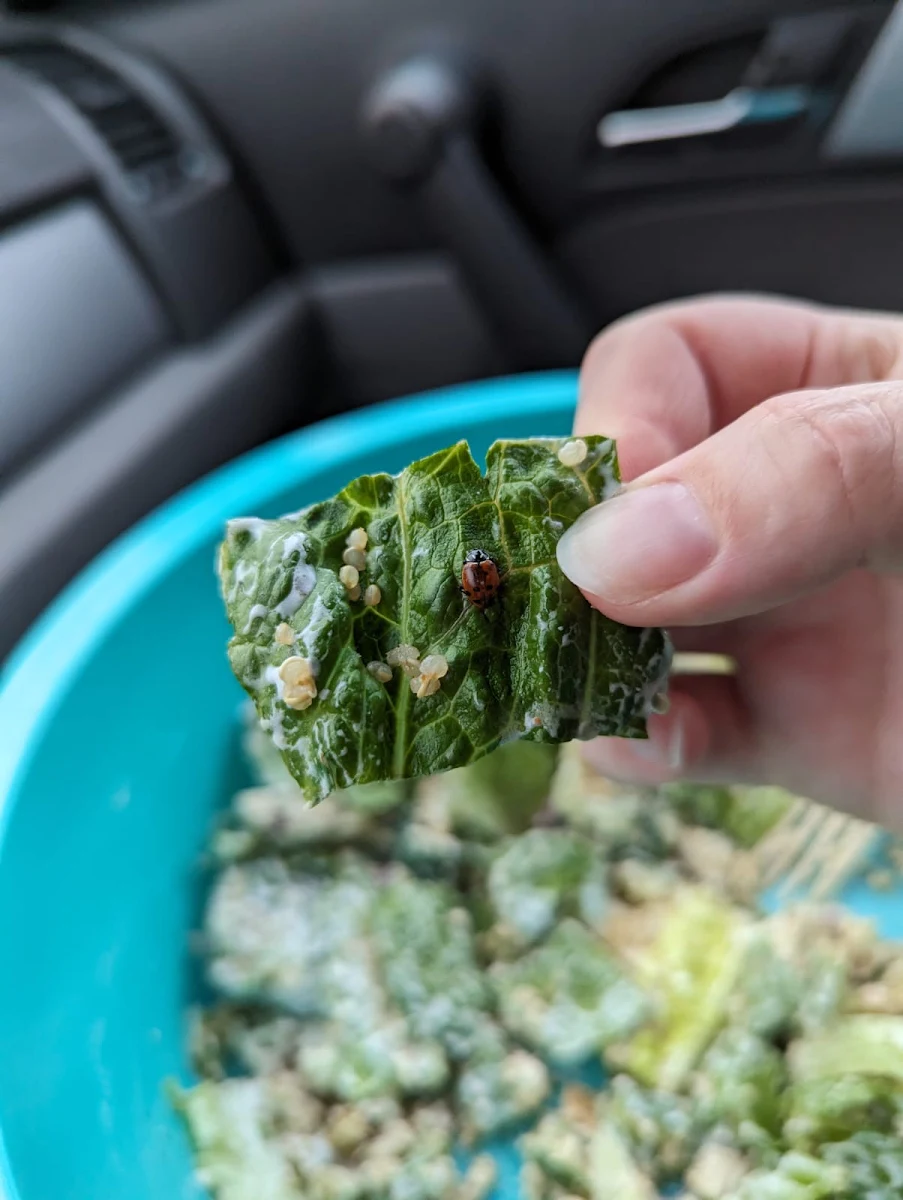Chopped Water, Chopped Leaf